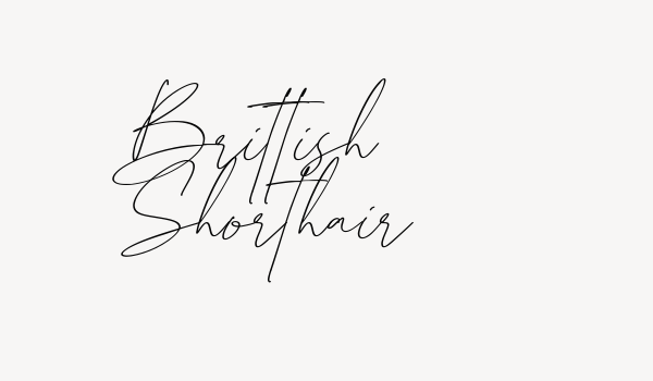 Brittish Shorthair Font