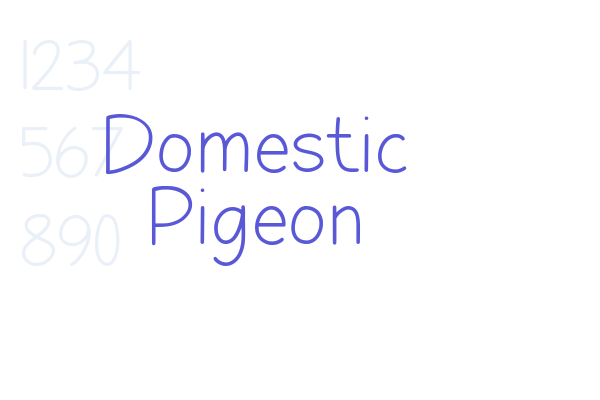 Domestic Pigeon